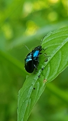 Altica cyanea