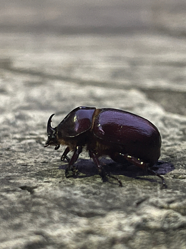 Phyllognathus excavatus