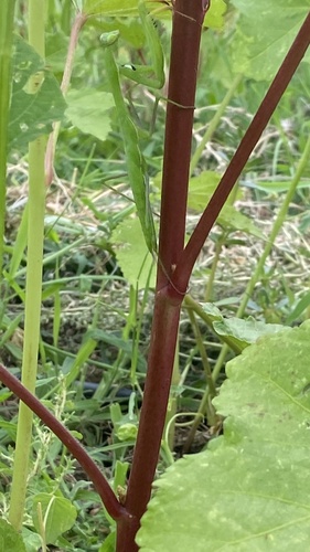 European Mantis