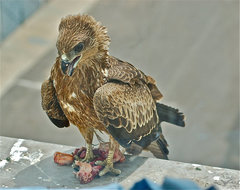 Milvus migrans govinda
