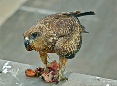 Milvus migrans govinda