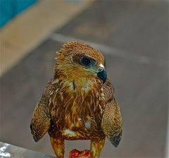 Milvus migrans govinda