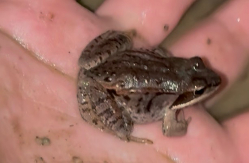 Wood Frog