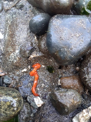 Tubulanus