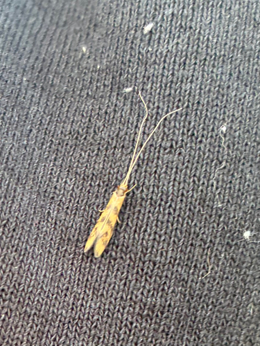 Gold-winged Long-horned Caddisfly