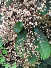 Sterculia monosperma