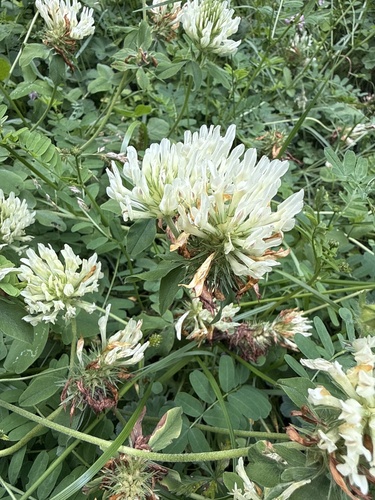 Trifolium canescens, photograph 3