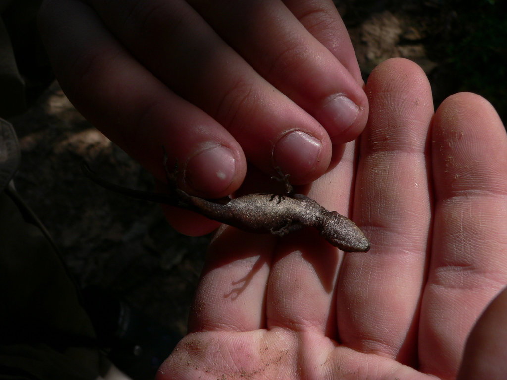 High Anole