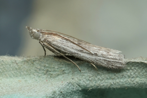Samphire Knot-horn