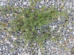 Tribulus terrestris