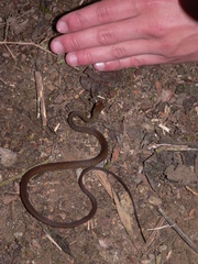 Dendrophidion paucicarinatum