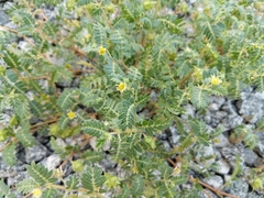 Tribulus terrestris