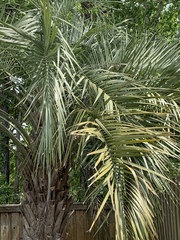 Butia