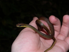 Dendrophidion paucicarinatum