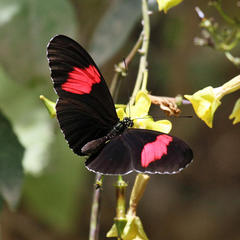 Heliconius melpomene