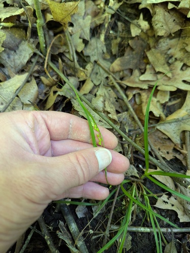 Carex digitalis, photograph 1
