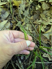 Carex digitalis, photograph (c) Brad McLeod, some rights reserved (CC BY)
