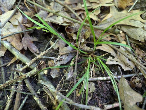 Carex digitalis