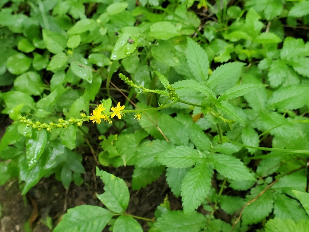 Agrimonia pubescens; photograph author not stated, no rights reserved
