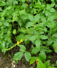 author not stated, no rights reserved Agrimonia pubescens, photograph author not stated, no rights reserved