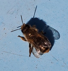 Osmia cornifrons
