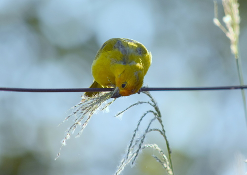 Saffron Finch