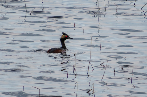 Eared Grebe