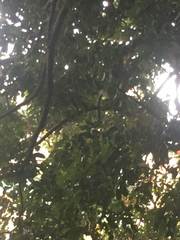 Cryptocarya concinna