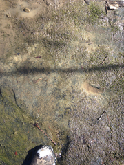 Scytinium juniperinum