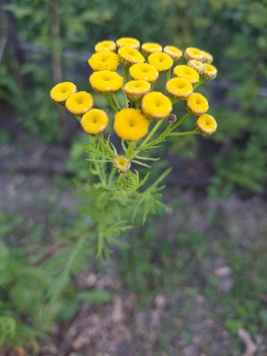 tansy