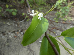Dalbergia brownei