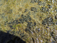 Scytinium juniperinum