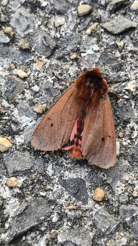 Ruby Tiger Moth