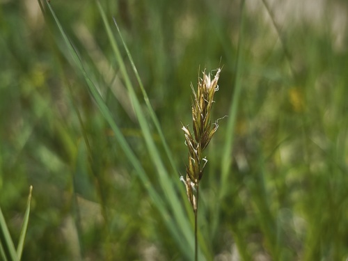 Anthoxanthum nipponicum (Anthoxanthum nipponicum)