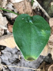 Alocasia cucullata