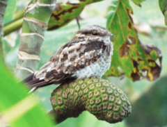 Hydropsalis climacocerca
