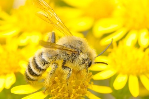 Common Pantaloon Bee
