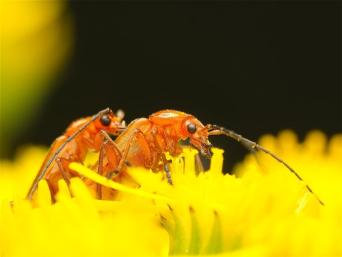 Common Red Soldier Beetle