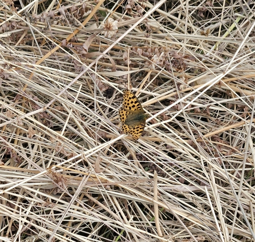 Queen of Spain Fritillary