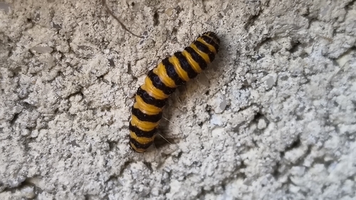 Cinnabar moth