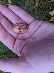 Calocybe carnea