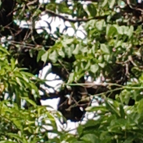 Straw-coloured Fruit Bat