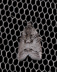 Nycteola polycyma