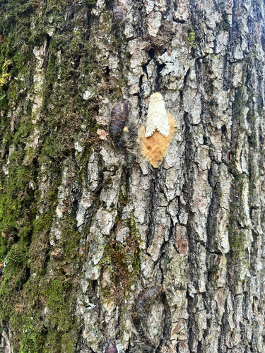 Spongy Moth
