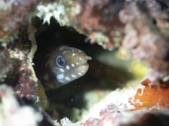 Gymnothorax chilospilus