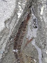 Pholis ornata