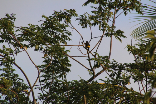 Puerto Rican Oriole (Icterus portoricensis), photo 10