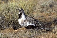 Centrocercus urophasianus