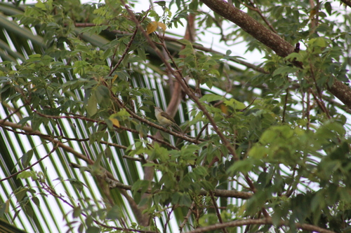 Puerto Rican Vireo (Vireo latimeri), photo 4