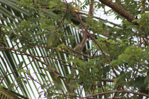 Puerto Rican Vireo (Vireo latimeri), photo 3
